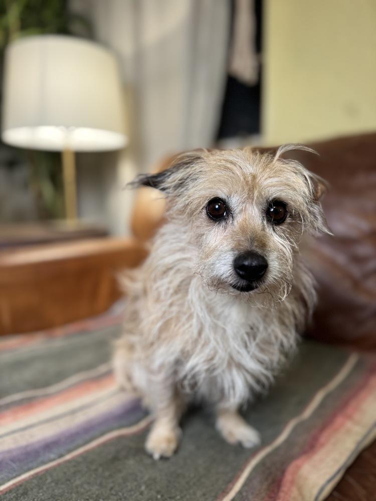 Enlarge Mellow, a Adoptable mixed breed in Tucson, AZ image 3/5