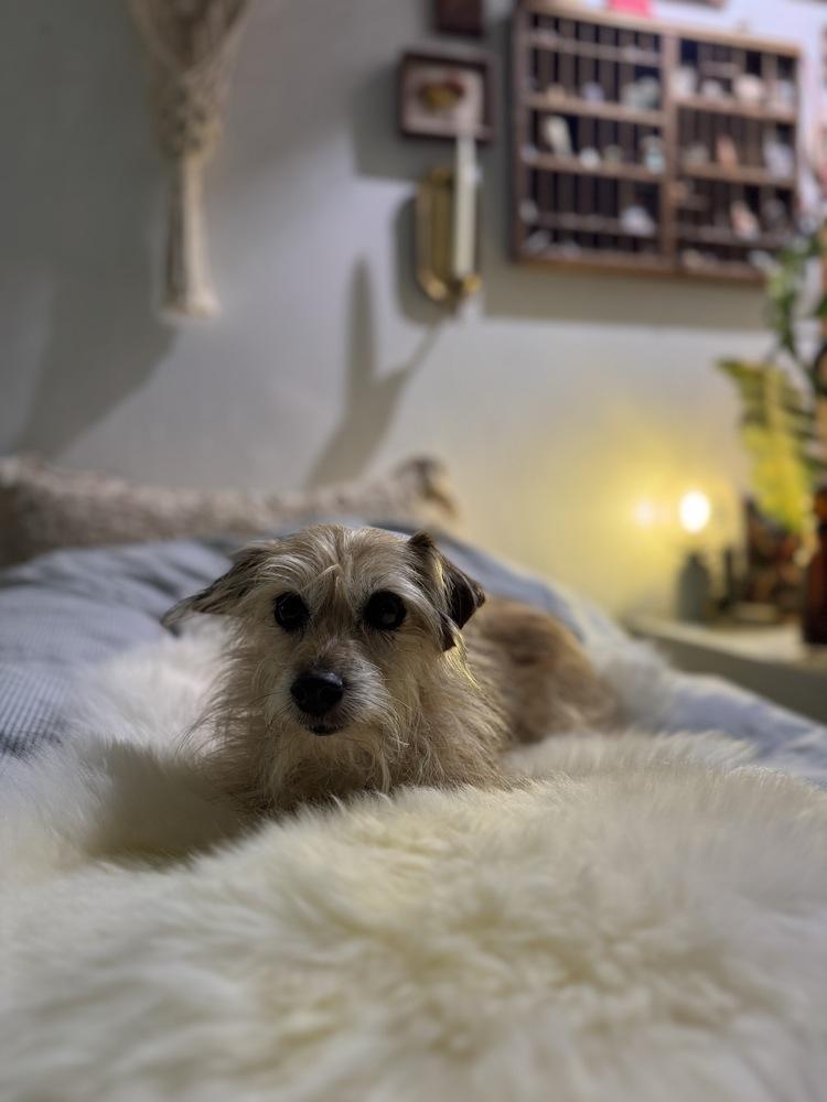 Enlarge Mellow, a Adoptable mixed breed in Tucson, AZ image 4/5