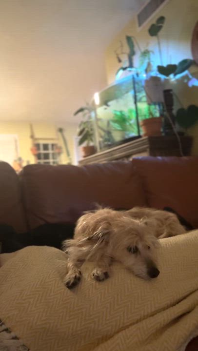 Enlarge Mellow, a Adoptable mixed breed in Tucson, AZ video 5/5