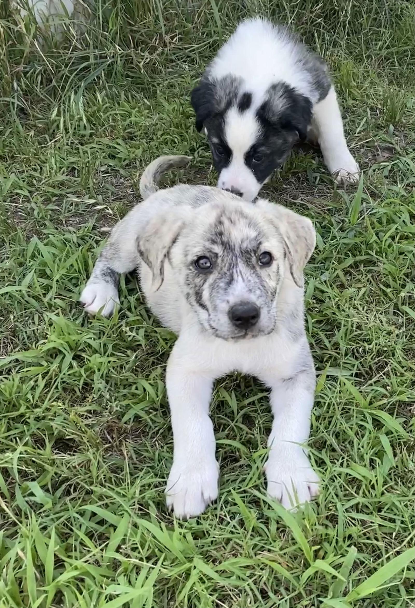 Norman, Adopted, Puppy Male Great Pyrenees.