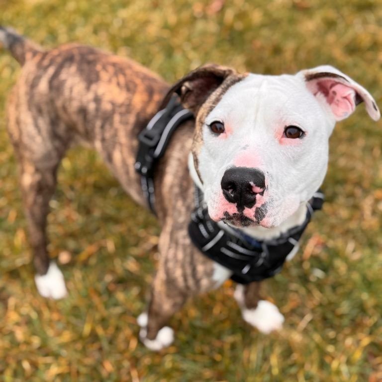 Enlarge Puck, a ADOPTABLE mixed breed in Prince Frederick, MD image 6/6