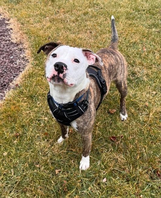 Enlarge Puck, a ADOPTABLE mixed breed in Prince Frederick, MD image 4/6