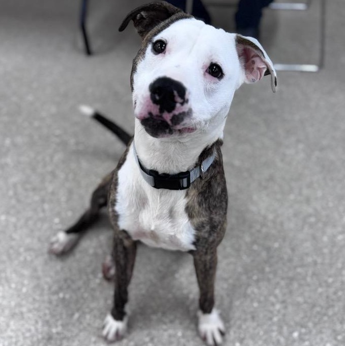 Enlarge Puck, a ADOPTABLE mixed breed in Prince Frederick, MD image 2/2