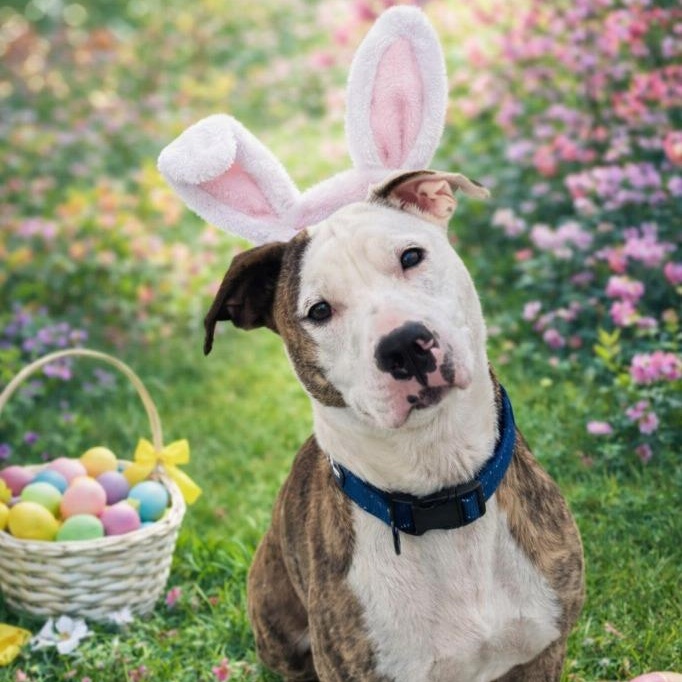 Puck, ADOPTABLE, Adult Male Terrier.