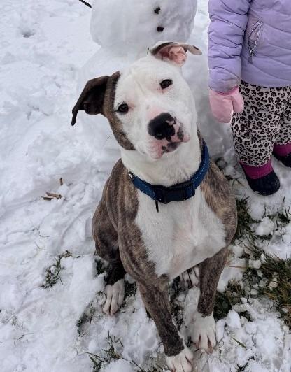 Enlarge Puck, a ADOPTABLE mixed breed in Prince Frederick, MD image 5/6