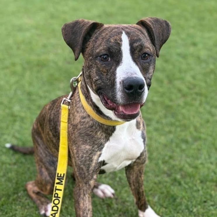 Bit O Honey, Adoptable, Adult Male American Bulldog & Mixed Breed.