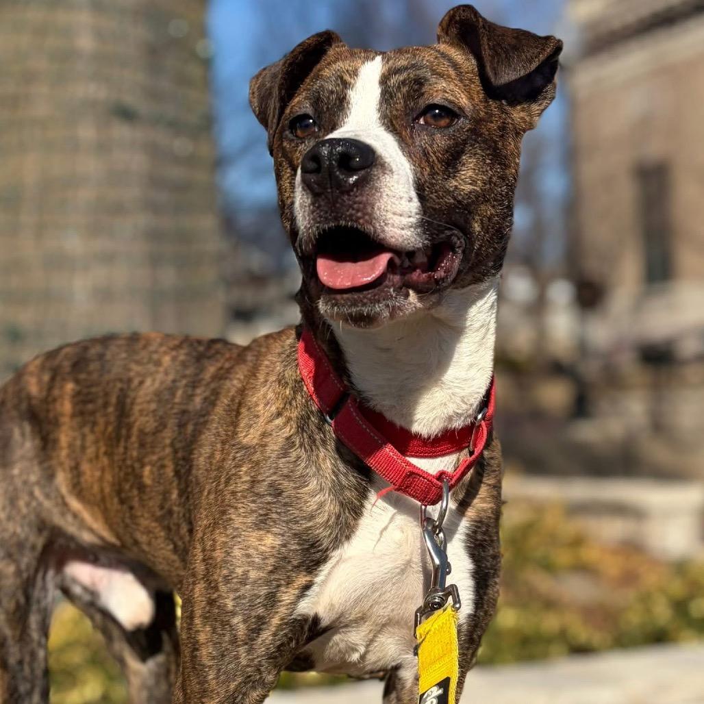 Enlarge Bit O Honey, a Adoptable mixed breed in St. Peters, MO image 2/6