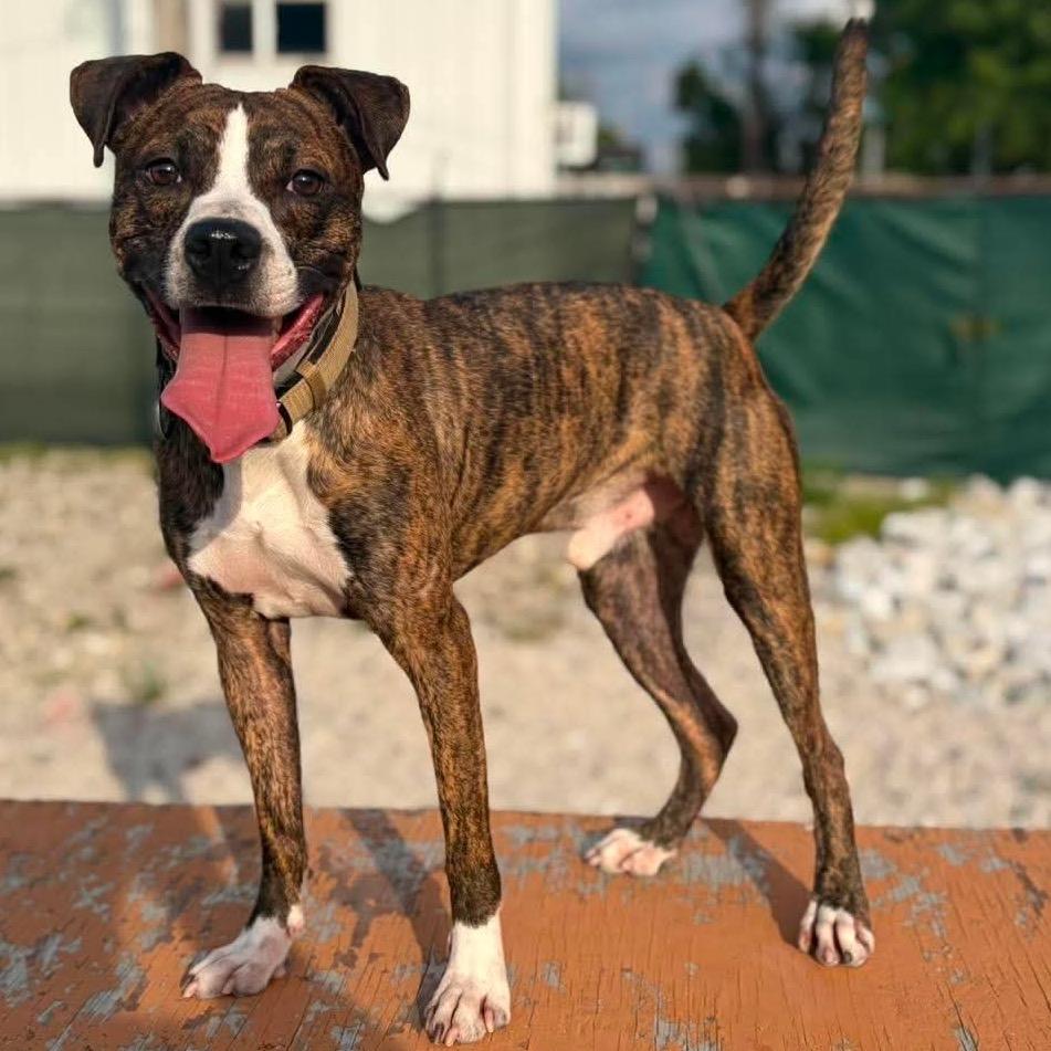 Enlarge Bit O Honey, a Adoptable mixed breed in St. Peters, MO image 3/6