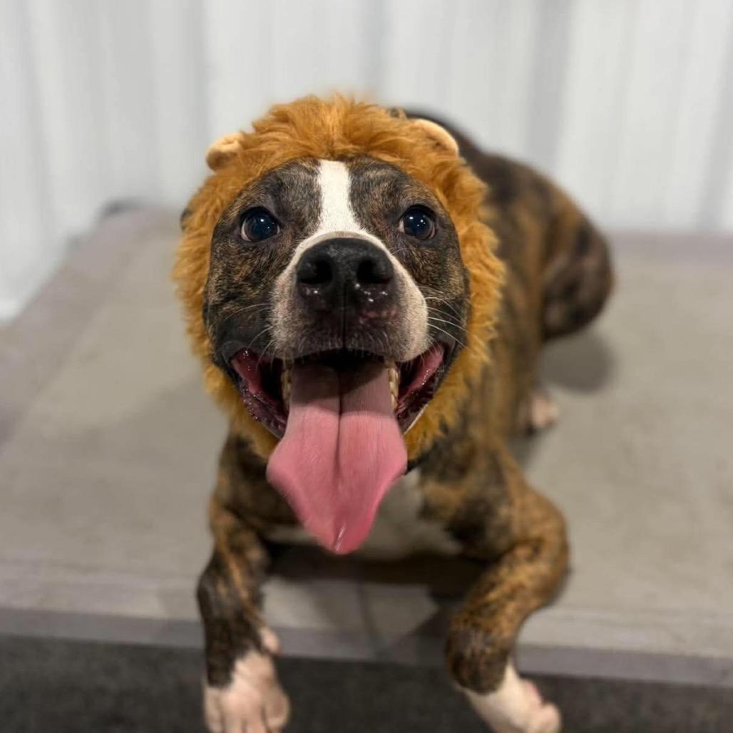 Enlarge Bit O Honey, a Adoptable mixed breed in St. Peters, MO image 4/6