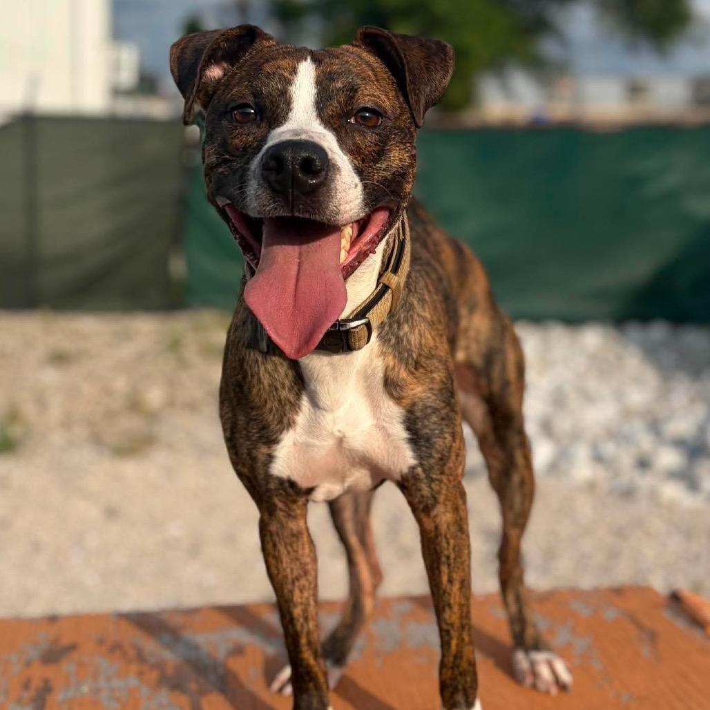 Enlarge Bit O Honey, a Adoptable mixed breed in St. Peters, MO image 5/6