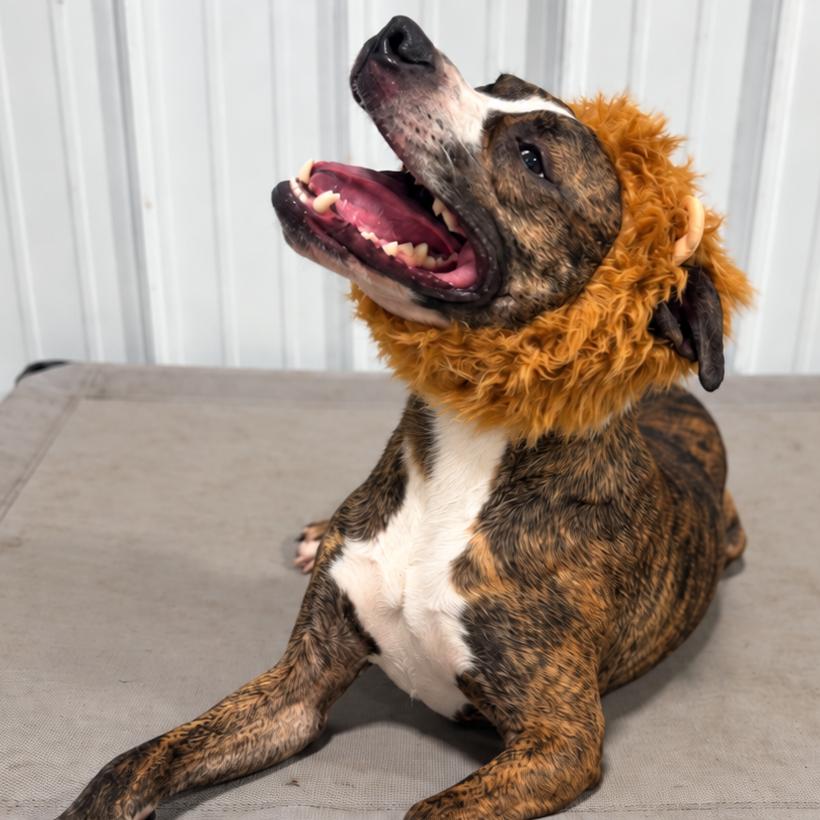 Enlarge Bit O Honey, a Adoptable mixed breed in St. Peters, MO image 6/6