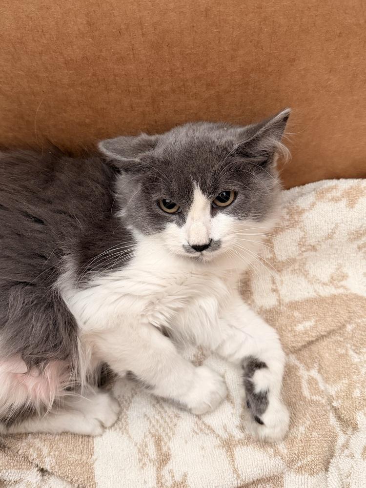 Ariel, Adoptable, Kitten Female Domestic Medium Hair.