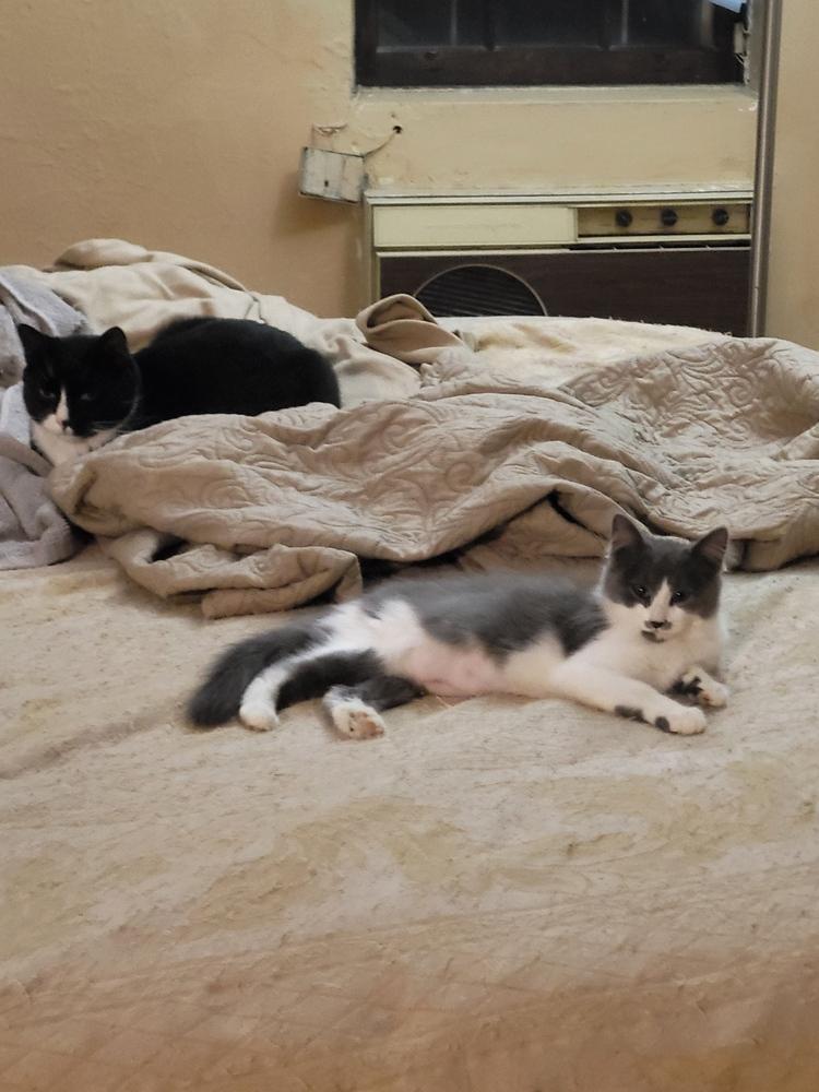 Enlarge Ariel, a Adoptable mixed breed in New York, NY image 2/6