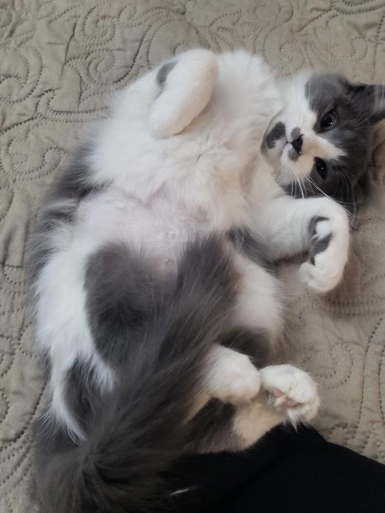 Enlarge Ariel, a Adoptable mixed breed in New York, NY image 3/6