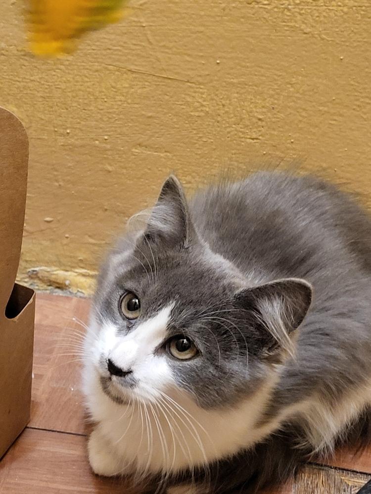 Enlarge Ariel, a Adoptable mixed breed in New York, NY image 4/6