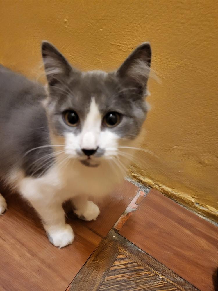 Enlarge Ariel, a Adoptable mixed breed in New York, NY image 5/6