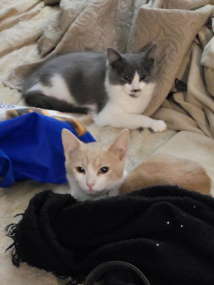 Enlarge Ariel, a Adoptable mixed breed in New York, NY image 6/6