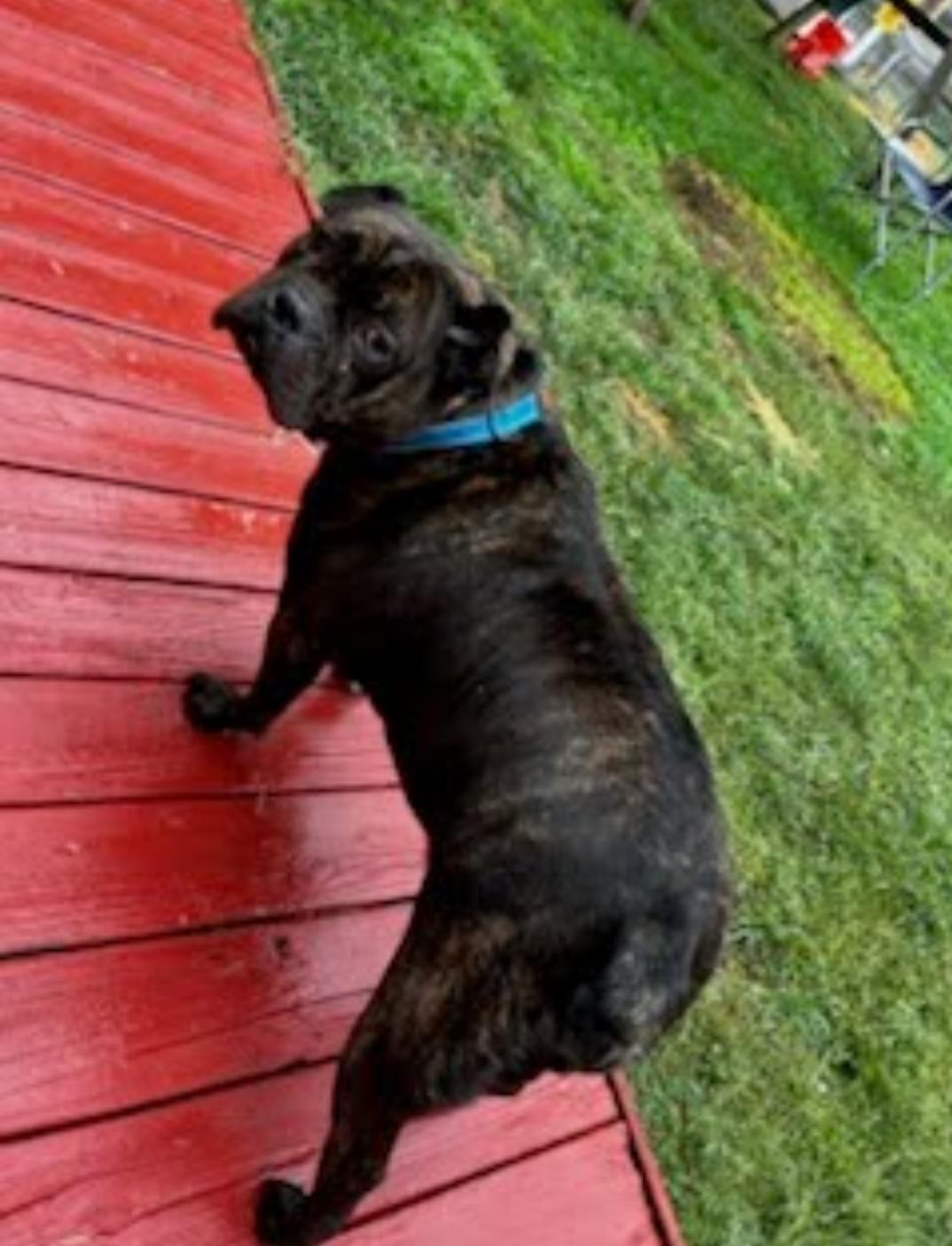 Enlarge Blaze, a Adopted mixed breed in Baltimore, MD image 2/3