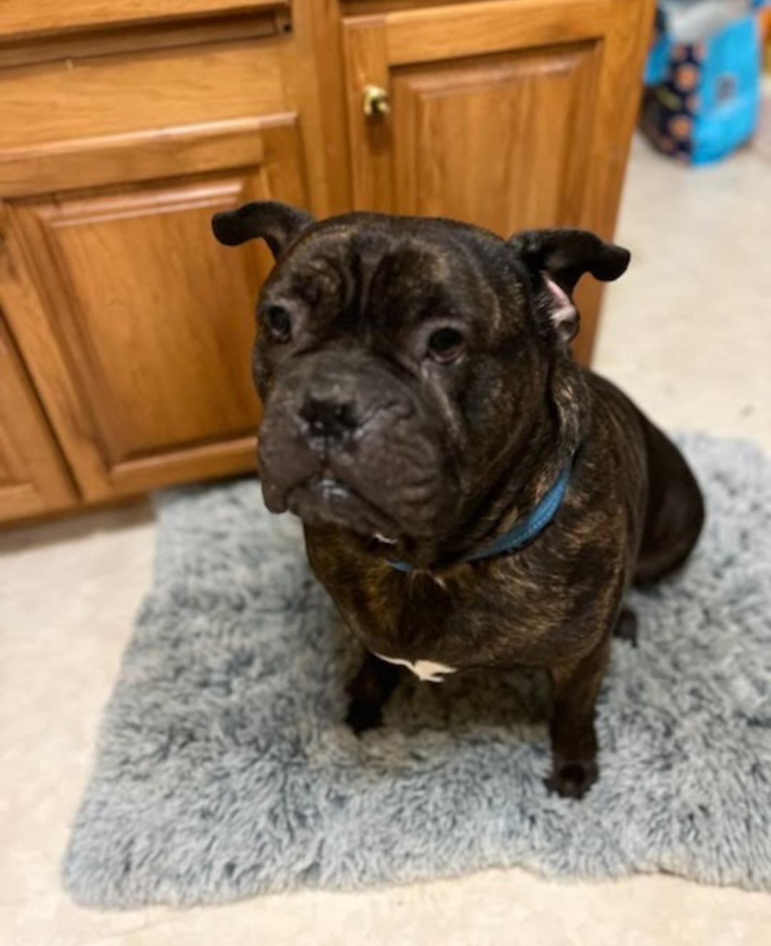 Enlarge Blaze, a Adopted mixed breed in Baltimore, MD image 3/3