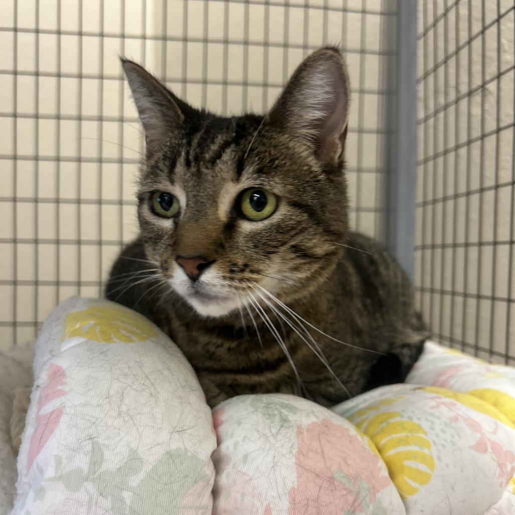 Enlarge Taz, a Adoptable Domestic Short Hair in Medford, OR image 1/1