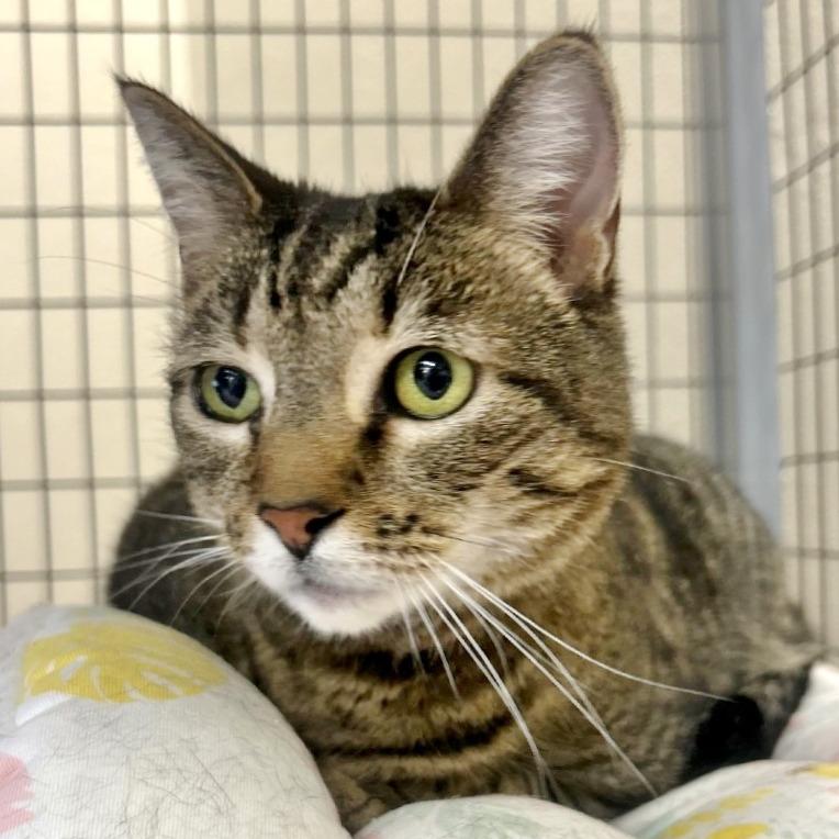 Enlarge Taz, a Adoptable Domestic Short Hair in Medford, OR image 1/1