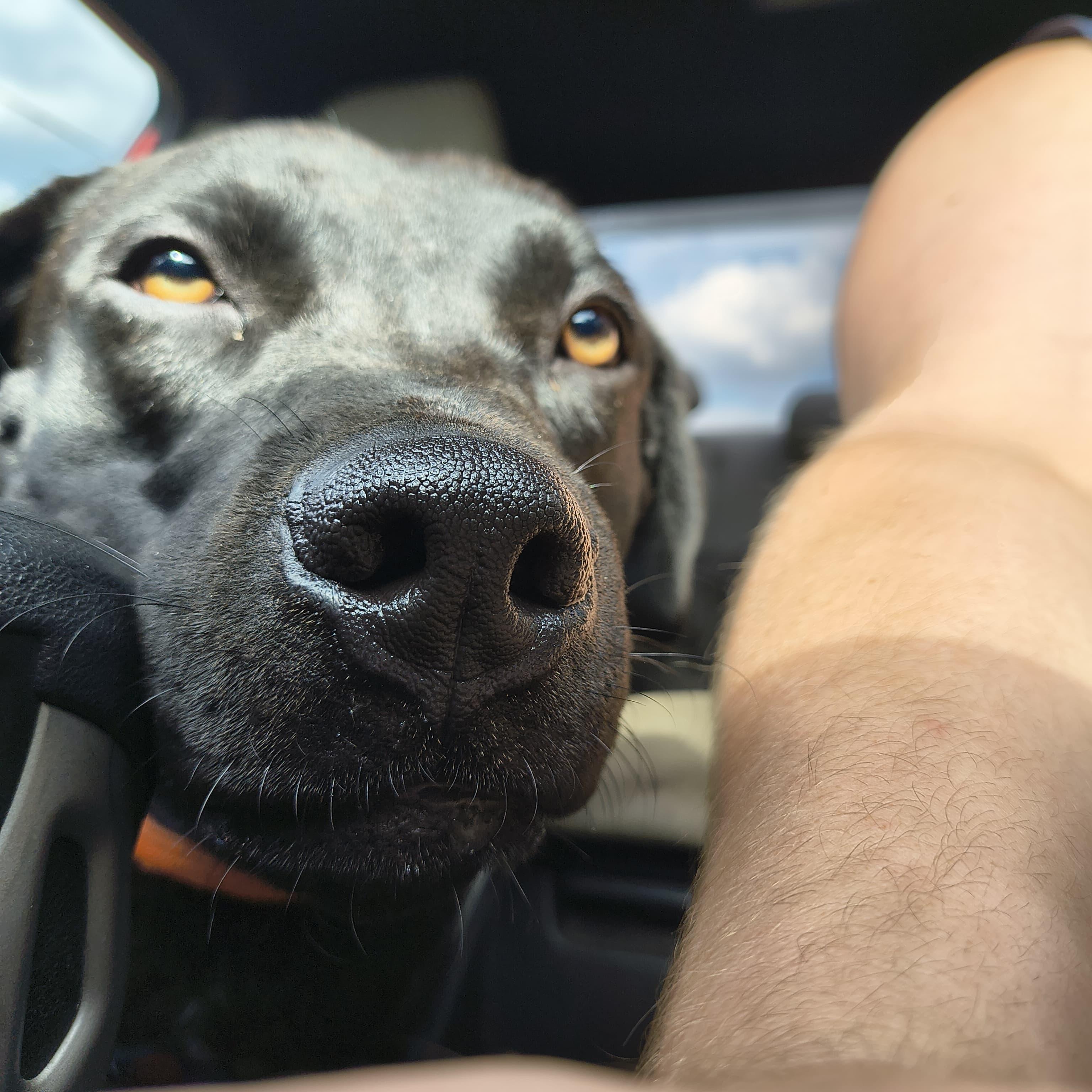 Zero, Adoptable, Adult Female Black Labrador Retriever.