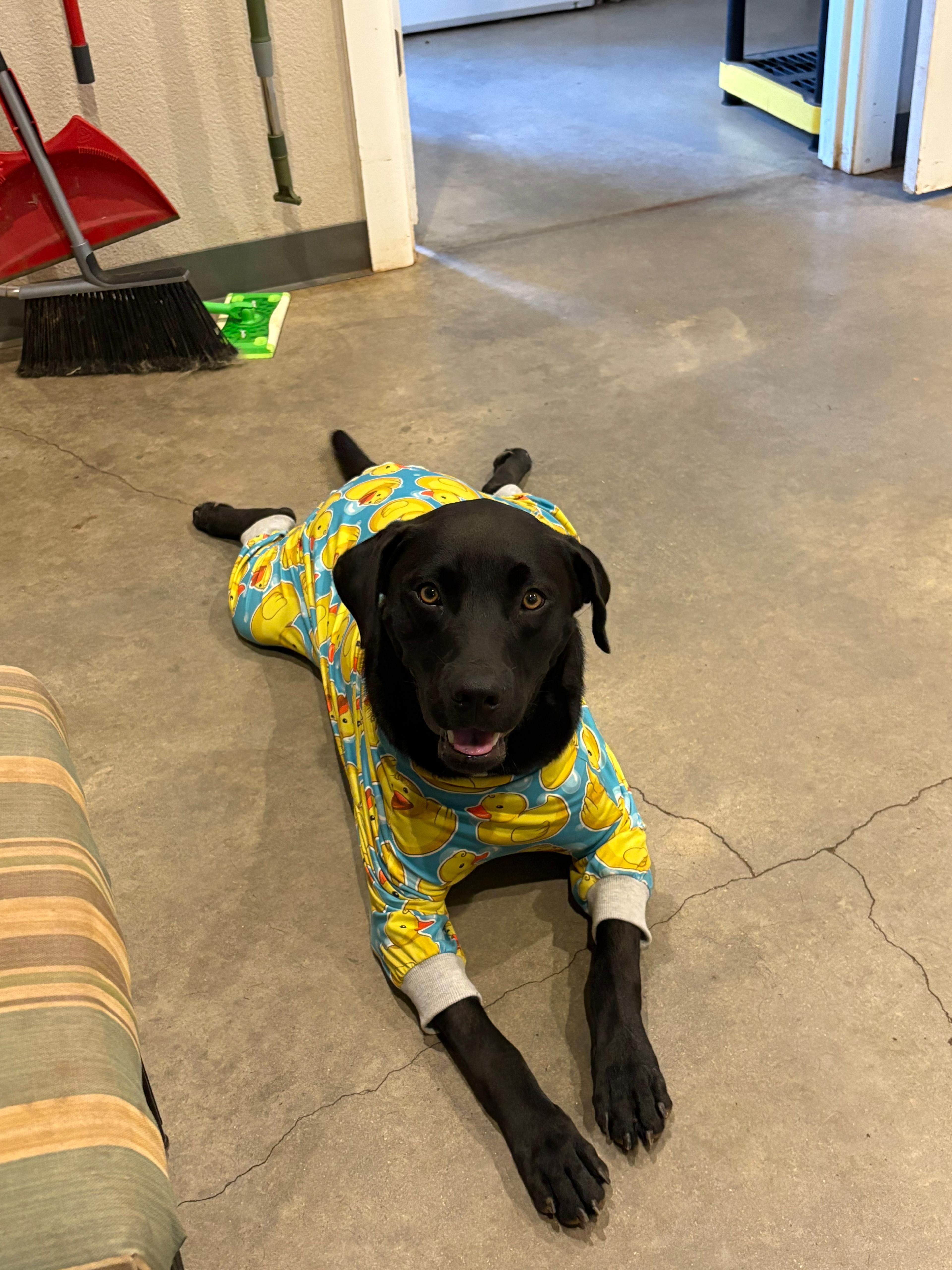 Enlarge Zero, a Adoptable mixed breed in Marble Falls, TX image 2/5