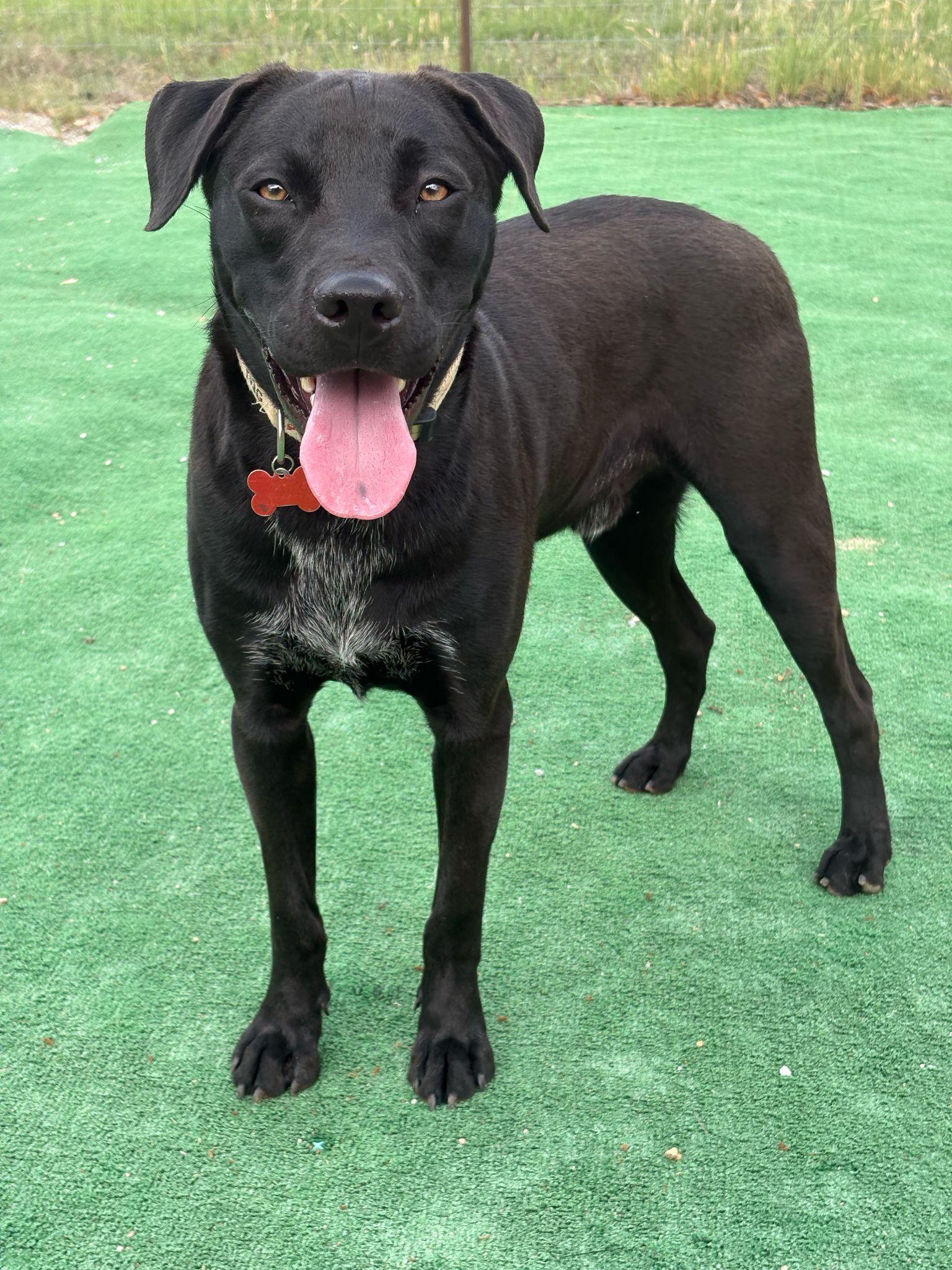 Enlarge Zero, a Adoptable mixed breed in Marble Falls, TX image 3/5