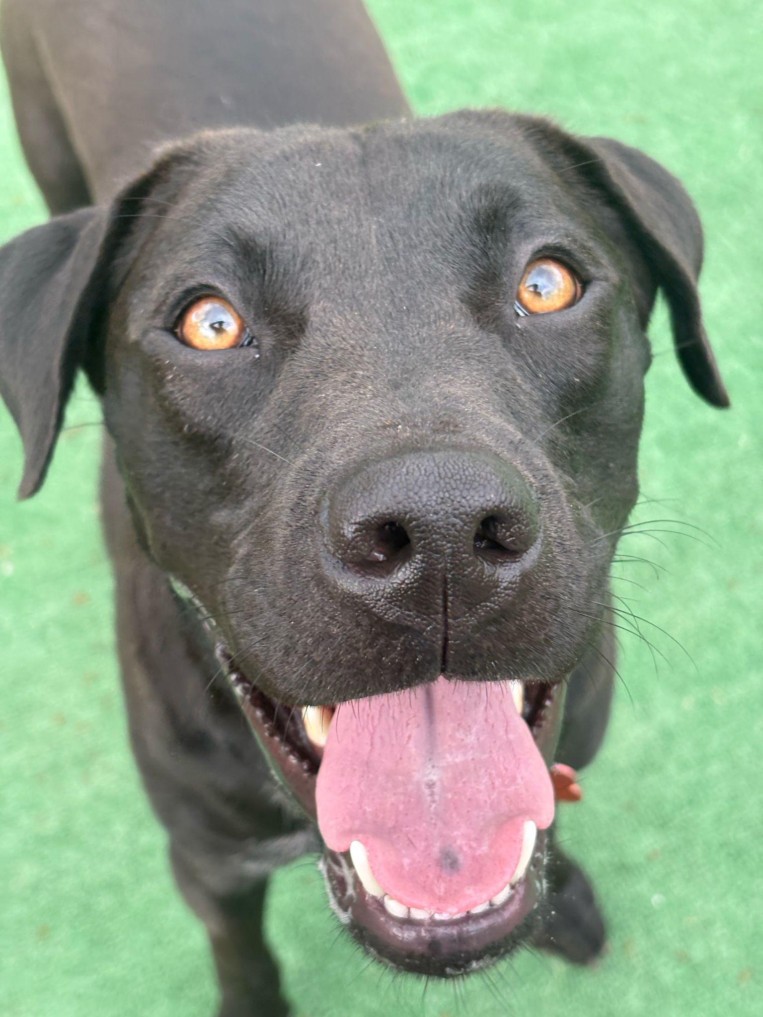 Enlarge Zero, a Adoptable mixed breed in Marble Falls, TX image 4/5