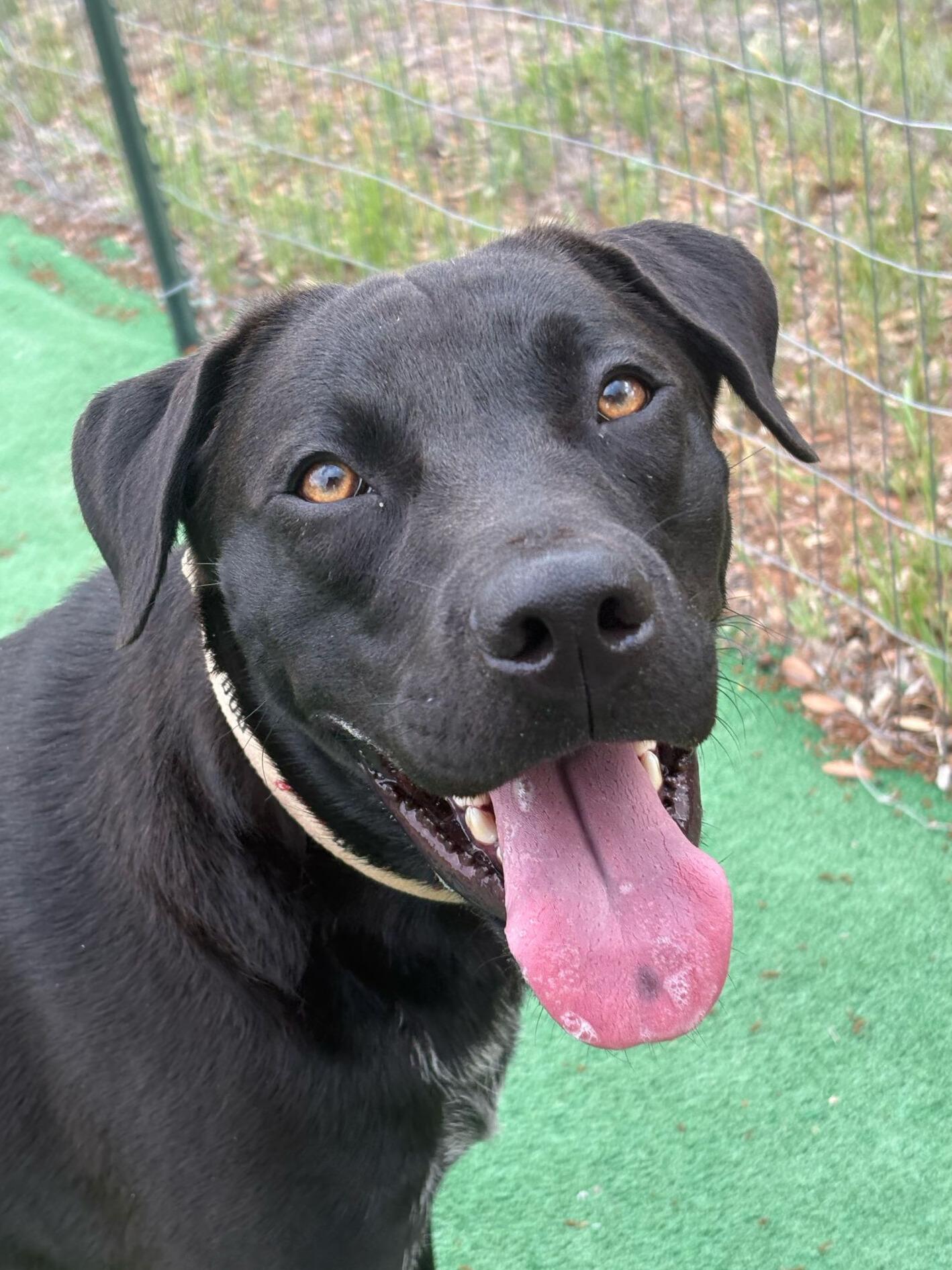 Enlarge Zero, a Adoptable mixed breed in Marble Falls, TX image 5/5