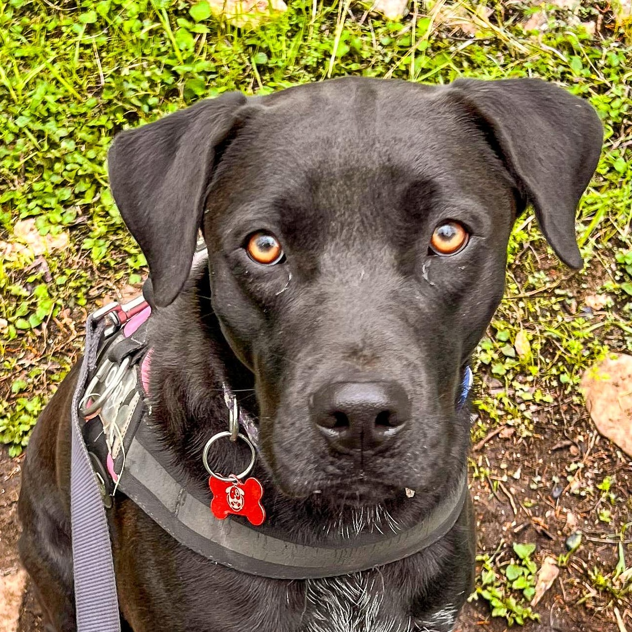 Zero, Adoptable, Adult Male Black Labrador Retriever.
