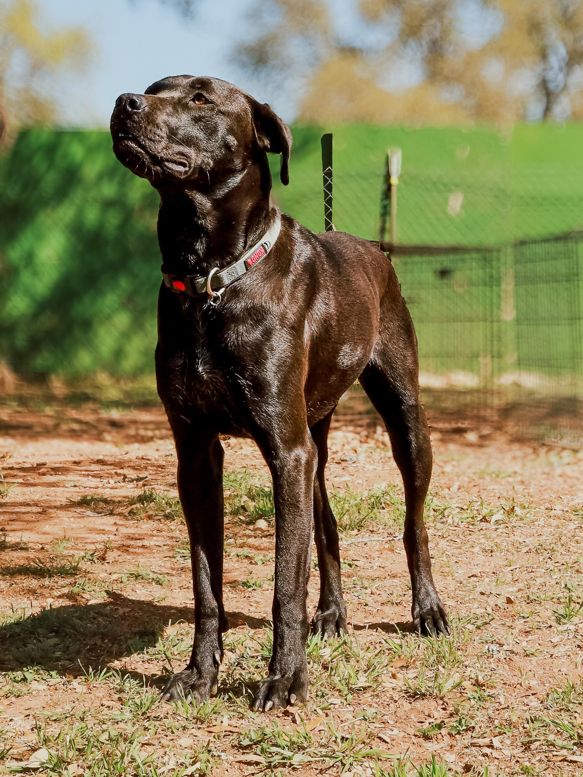 Enlarge Zero, a Adoptable mixed breed in Marble Falls, TX image 2/2
