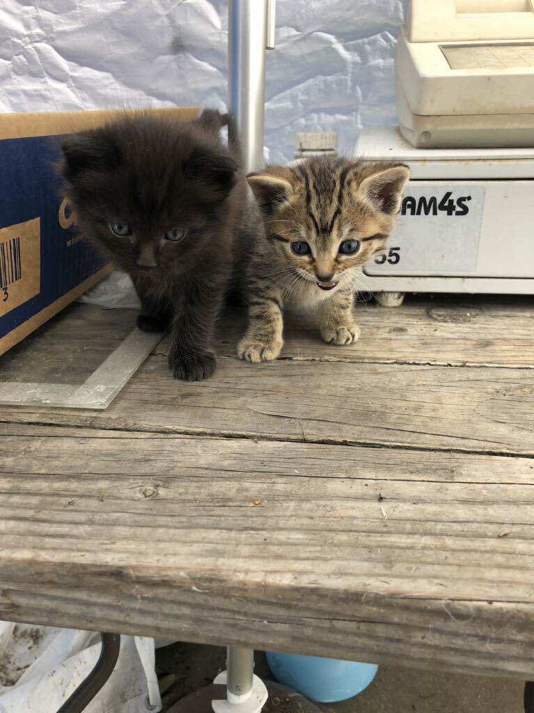 Enlarge Smokey , a Adopted Domestic Medium Hair in Palo Alto, CA image 1/1