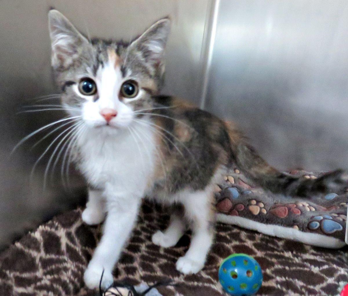 Enlarge Deedle, a ADOPTABLE mixed breed in Lexington, VA image 2/2
