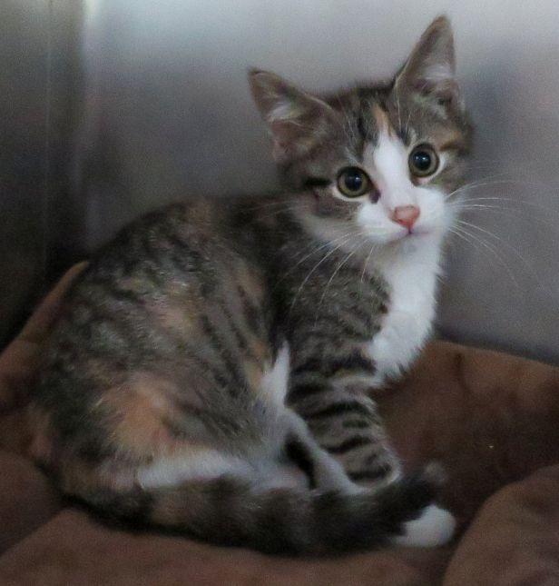 Enlarge Deedle, a ADOPTABLE mixed breed in Lexington, VA image 1/2