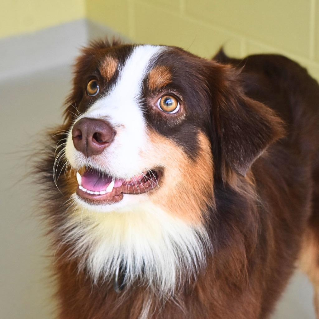 Ginny, Adopted, Young Female Australian Shepherd.