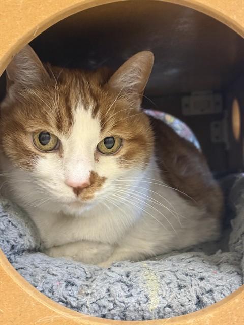 Enlarge BIRDIE, a Adoptable Domestic Short Hair in South Lake Tahoe, CA image 1/1