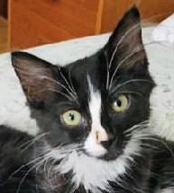 Norma (bonded with Arthur), a Adoptable Tuxedo in Waynesboro, VA image 1/6
