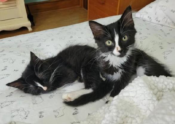 Norma (bonded with Arthur), a Adoptable Tuxedo in Waynesboro, VA image 6/6