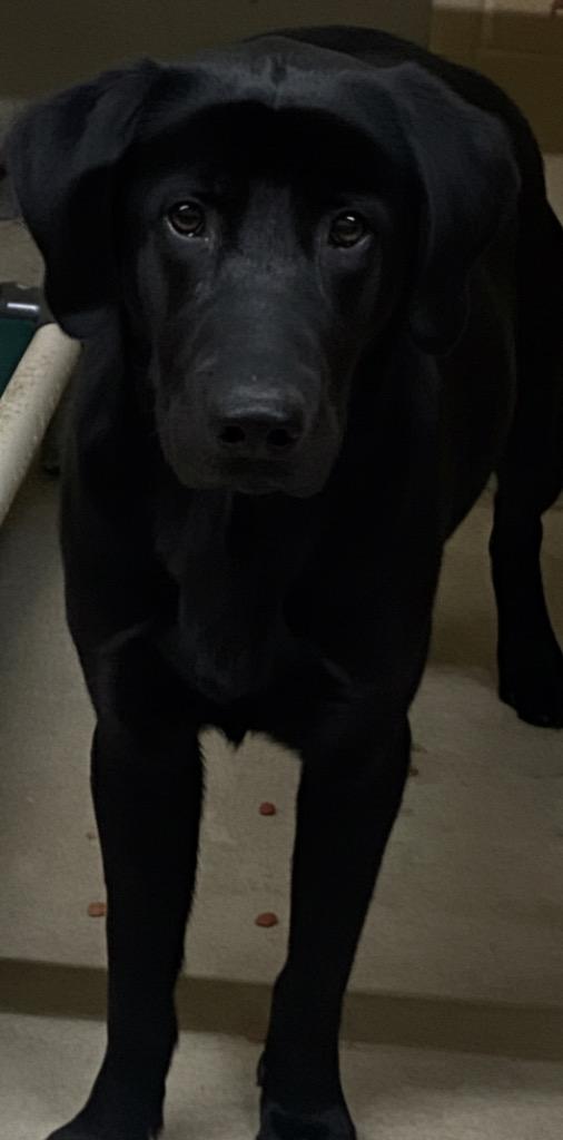 Enlarge Addie, a Adoptable Labrador Retriever in Swainsboro, GA image 1/1