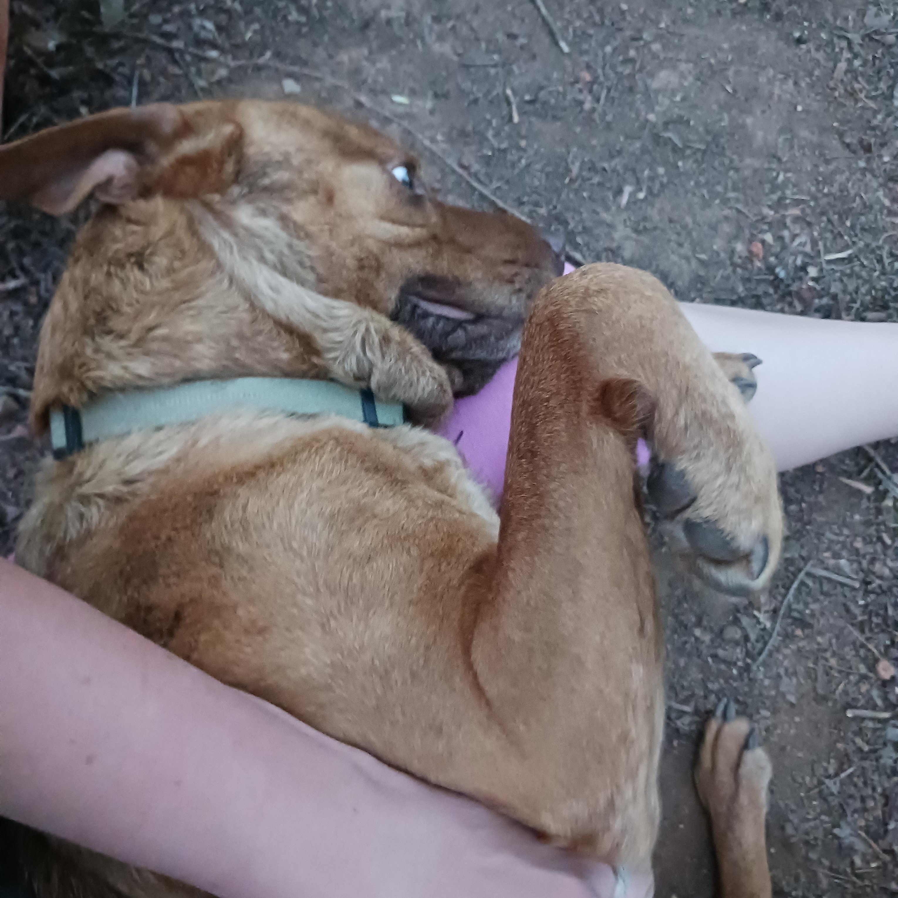 Bobo thumbnail 5