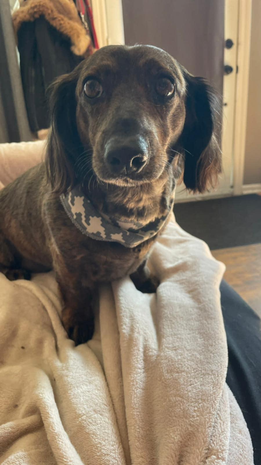 Zig Zag, a Adoptable Dachshund in Pointe-Claire, QC image 2/6