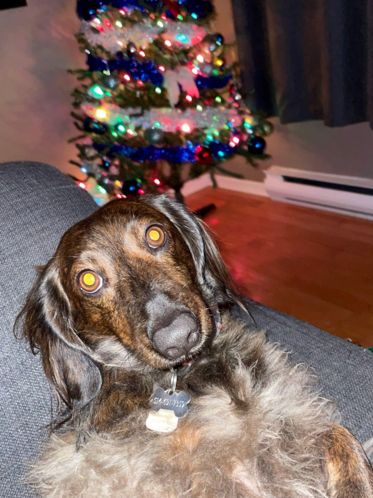 Zig Zag, a Adoptable Dachshund in Pointe-Claire, QC image 1/6
