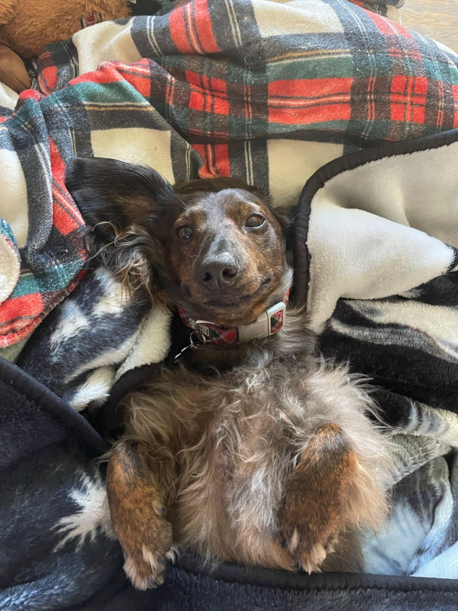 Zig Zag, a Adoptable Dachshund in Pointe-Claire, QC image 3/6