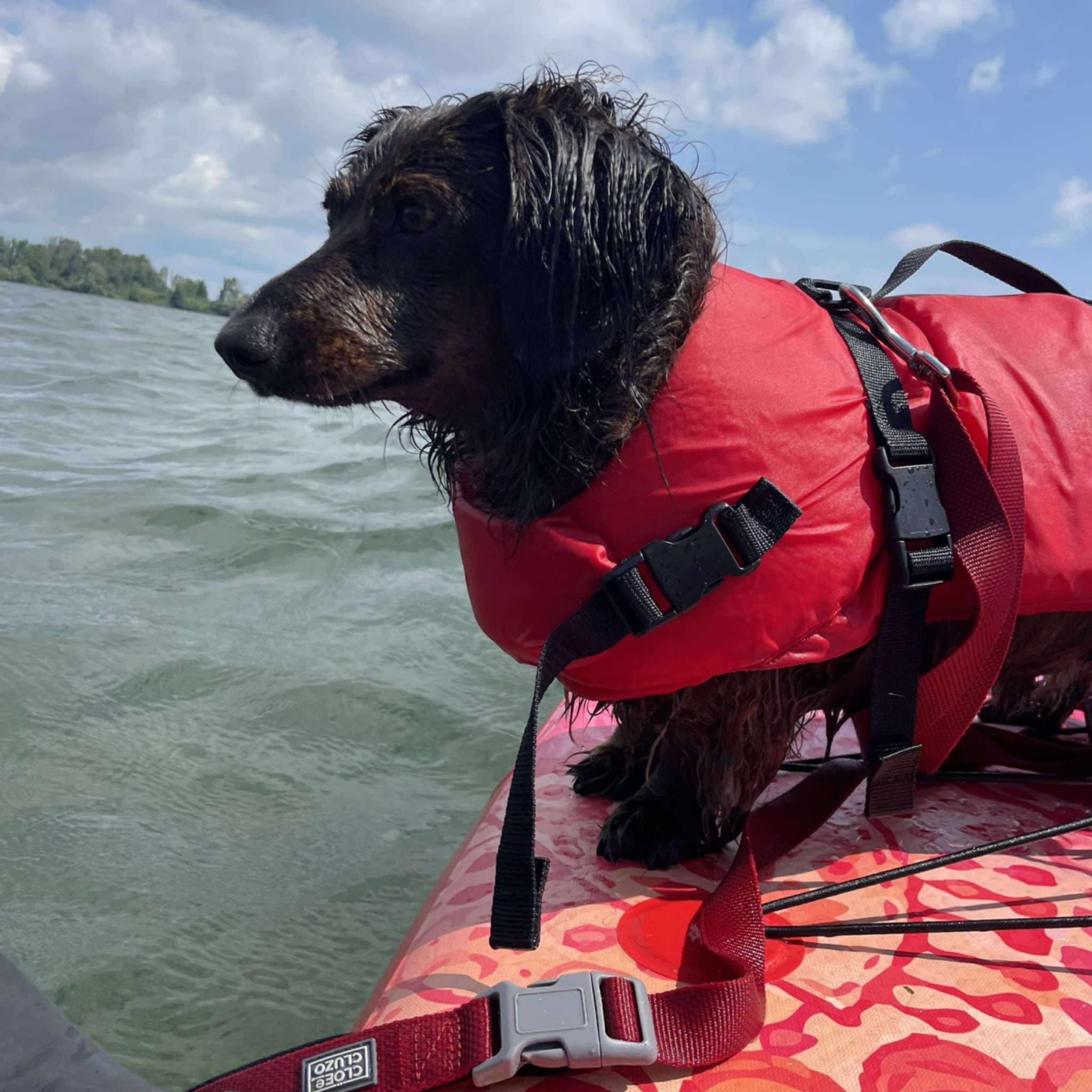 Zig Zag, a Adoptable Dachshund in Pointe-Claire, QC image 4/6