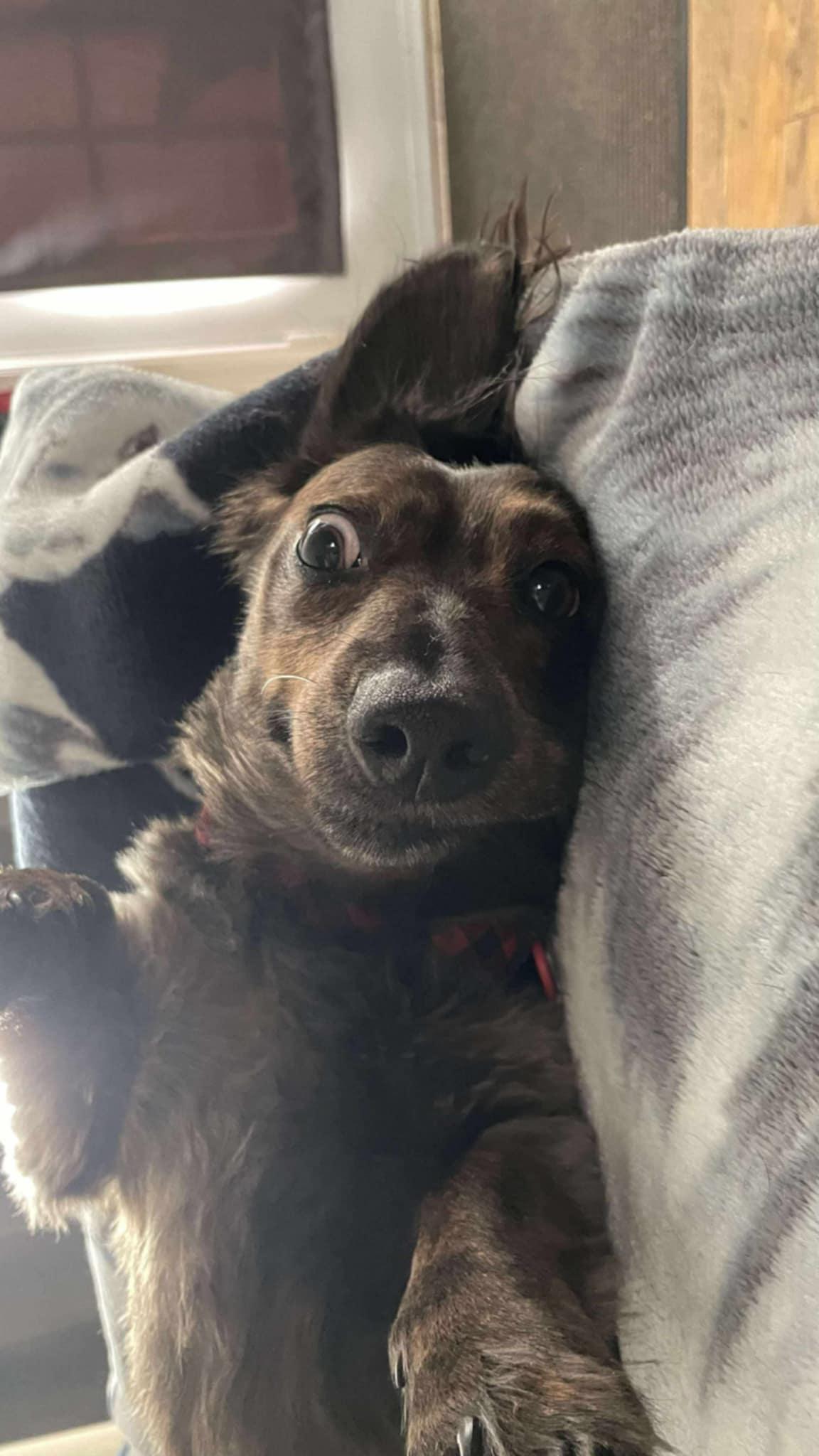 Zig Zag, a Adoptable Dachshund in Pointe-Claire, QC image 5/6