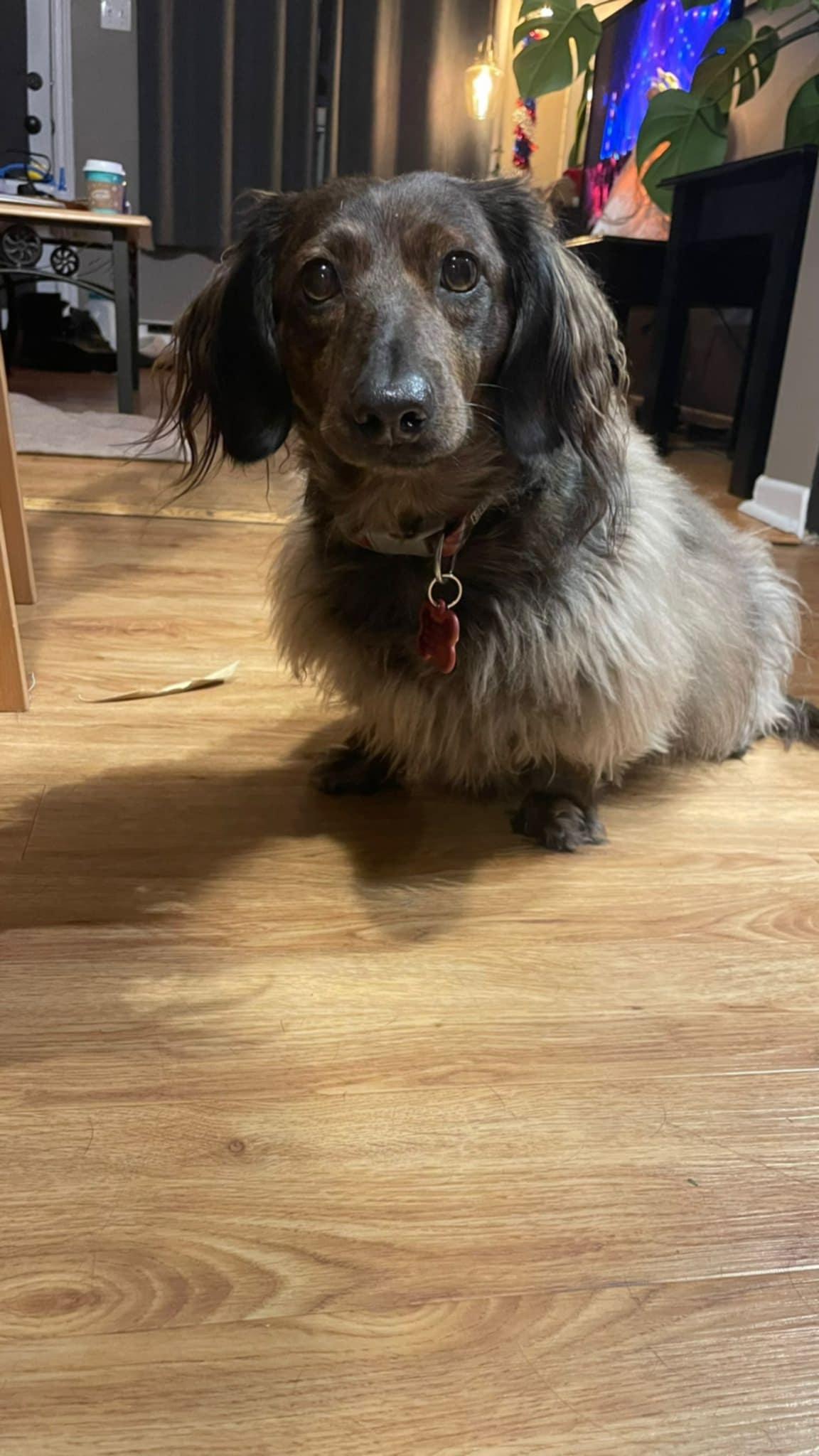 Zig Zag, a Adoptable Dachshund in Pointe-Claire, QC image 6/6