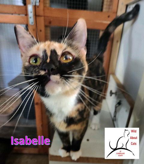 Isabelle, Adoptable, Young Female Domestic Short Hair.