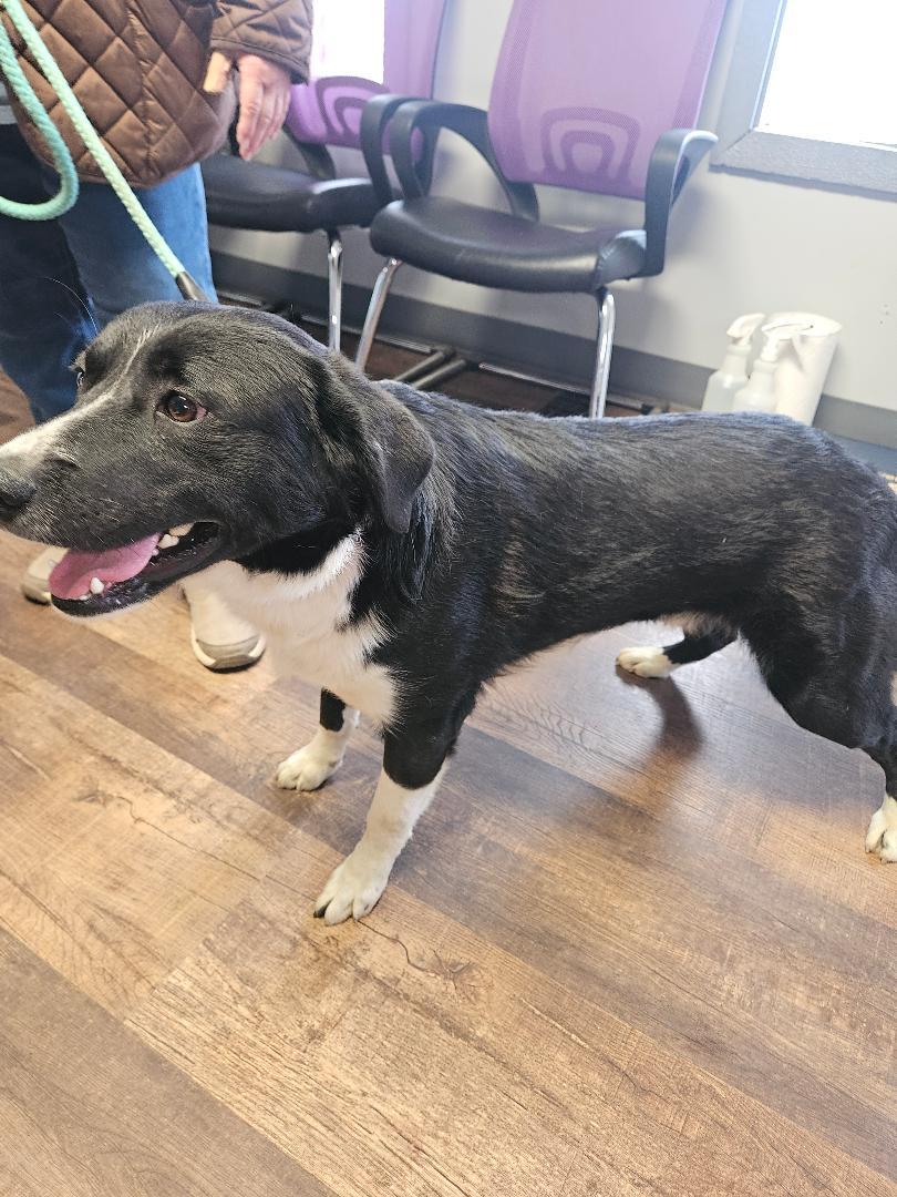 Deetz, ADOPTABLE, Young Male Border Collie.
