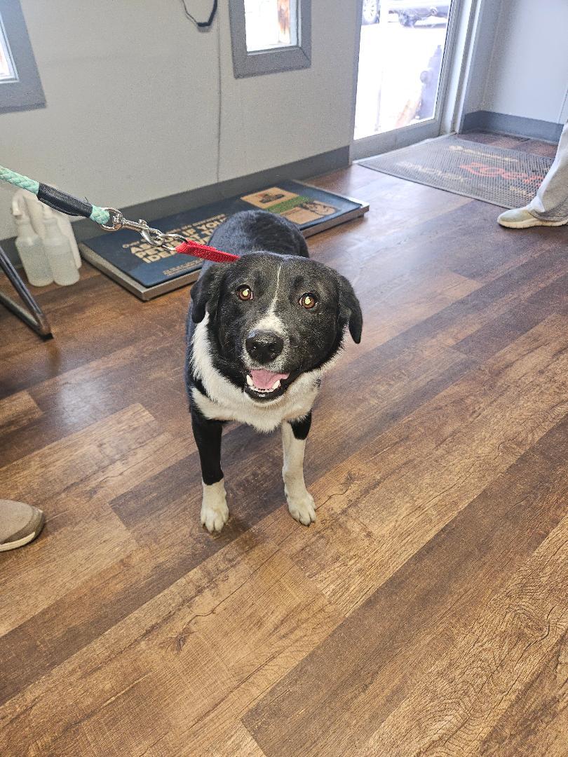 Enlarge Deetz, a ADOPTABLE mixed breed in Norton, KS image 3/4